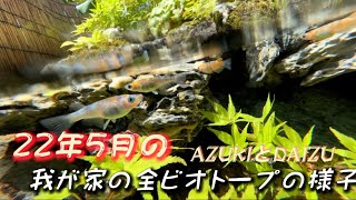 22年5月の我が家の全ビオトープの様子