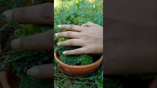 Harvestimg bitter gourd #village #vegetables #garden #gardening #harvest #village #agro #village