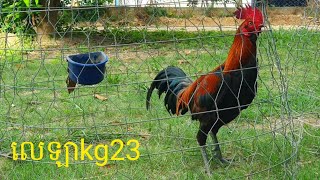 ភូមាលេឡាkg23អេម