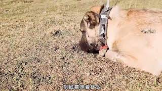 狼在牧羊人和坎高犬毫无察觉的情况下把羊杀死并吃掉 #坎高犬 #狼