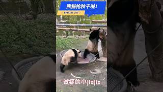 [可可爱爱😉]俩熊猫团子抢秋千打起来啦，有没有人管管呀🤭🤣 #熊猫 #熊猫打架