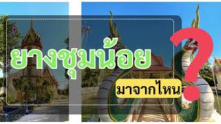 ยางชุมน้อย มาจากไหน?