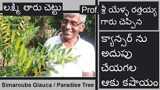 లక్ష్మి తారు/సిమరూబా గ్లోకా (Simarouba Glauca / Paradise Tree), https://youtube.com/c/RahelammaBujji