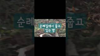 20241029  캠핑카 타고 세계 여행/ 산티아고 길 걸으며 밤 줍기