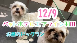 12/9 昼☀️ワンちゃんお散歩ドックラン〜 猫ちゃん〜キャットルームのご様子です♪羽田空港近くのペットホテルエアライン羽田にご宿泊中のペットちゃん達です♡無料送迎なので楽々チェックイン‼︎