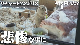 悲惨な事になったベッド【リチャードソンジリスと暮らす #18】