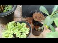 വീട്ടിൽ അതി മനോഹരമായി garden sett ചെയ്തു നോക്കു home garden part 1