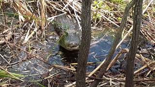 mad mom gator