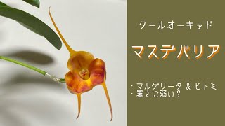 1月14日　【マスデバリア】　暑さに弱いと言われるクールオーキッド　でも“ マルゲリータ×ヒトミ “ は強い品種です　・初めて買うならこの品種がお勧め！