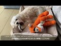 【子犬】ぐで〜ん。夏用ベッドでくつろぐマルプー