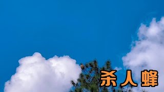 阿到大山里找蜂蜜，看他找到了什么