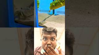 😂 அடேய் அடேய் வாய் டா🤣😜#funny #viral #shorts #fish #sea #trending