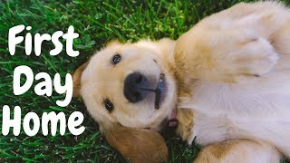 8 Week Old Golden Retriever PUPPY FIRST DAY HOME | VLOG WITH DOG #0