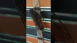 Eery sound making creature / കാട്ടിലെ ചീവീട്