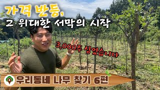 우리동네 나무 찾기 6편 / 성주 이팝나무 묘목 농장! 올해 3,000주 심었습니다 / 매물, 수형, 면적, 점수, 수량까지