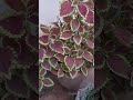 coleus plant music youtubeshorts flowers plants trending tiktok shorts nature garden fun