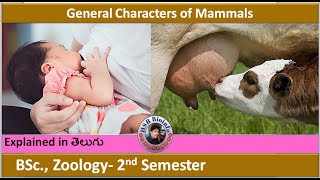 General Characters of Mammals | Mammals General characters | HSR Bioinfo