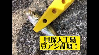 貝塚人工島　アジ乱舞動画！　fishingmax　二色の浜店