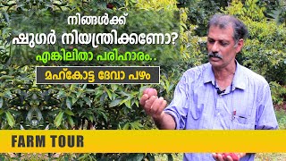 ഷുഗർ നിയന്ത്രിക്കാൻ മഹ്‌കോട്ടാ ദേവാ പഴം | Medicinal Plants Mahkotta Dewa Fruit | Mahkotta Deva Fruit