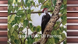 Stages of an oil painting Pileated Woodpecker