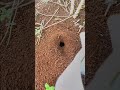 200 black ants attack giant cricket in deep hole