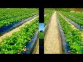 strawberry farm in new zealand නවසීලන්තයේ ස්ට්‍රෝබෙරි ගොවිපළක්