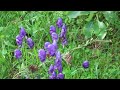 Борец садовый. aconitum × stoerkianum. Опыление.