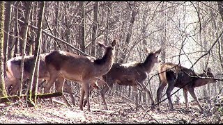 Благородные олени (в весеннем лесу) || Deer in the forest