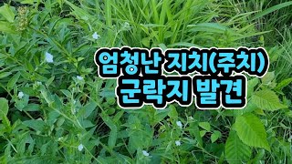 온 천지가 지치(주치,자초)밭