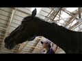 Equine therapy helps military