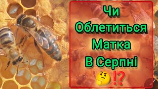 Чи Облетяться Матки в Серпні ⁉️ Матки Карніка (F1) в Наявності ‼️‼️‼️