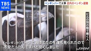 ペンギン危機一髪！池袋の“ペンギンＢＡＲ”で火災