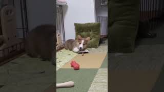 【コーギー子犬】可愛くてごめん🐶#shorts #corgi #コーギー犬 #犬のいる暮らし