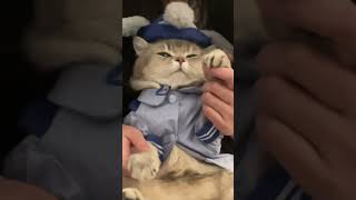 不要走开 精彩马上回来正经小猫 玩猫丧志 猫咪摇 猫咪 变装