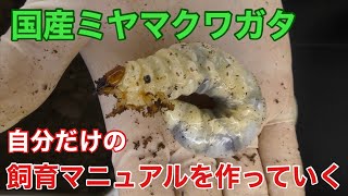 【国産】自分だけの飼育マニュアルを作っていく【ミヤマクワガタ】Miyama stag beetle Checking the larvae Weighing