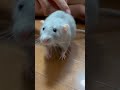 ターンが出来るファンシーラット🐭✨️ ファンシーラット エキゾチックアニマル rat rats animals fancyrat 可愛い