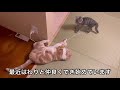 保護猫と先住猫が少しずつ仲良くなり始めた様子がこちらです