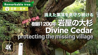 消えた集落を見守る・岩屋の大杉🌲Divine Cedar - protecting the missing village