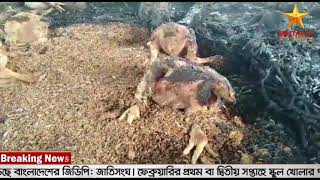 সাভারে পোল্ট্রি মুরগির খামারে দুর্বৃত্তদের আগুন, ১৫‘শ মুরগি পুড়ে ছাই।