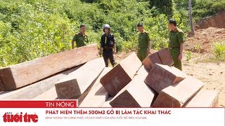 Phát hiện thêm 500m3 gỗ bị lâm tặc khai thác