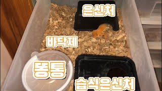 레오파드게코 초간단\u0026깨끗하고 청결한 사육 세팅 방법