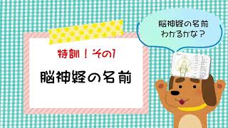 【愛玩動物看護師】特別編　一問一答　脳神経