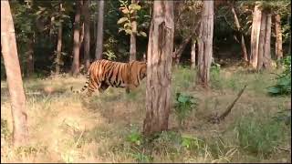 Tiger madai STR area#satpuratigerreserve