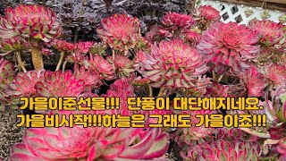 10월18일 ㅡ정원다육ㅡ 폭우가 쏟아지는 가운데 기온이 많이 내려가고있네요. 단풍은 더더욱 짙어만가고 ...  정원댁010.7370.2040