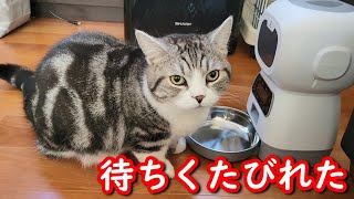 猫(マンチカン)に自動給餌器を買ってみました - I bought an automatic feeder -