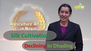 Silk Cultivation Declining In Dhading // Agriculture Affairs