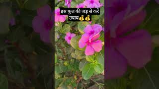 इस  फूल 💠की जड़ से करें यह उपाय💰💰 #ytshorts #viral #jyotish #flower #astrology #garden #short