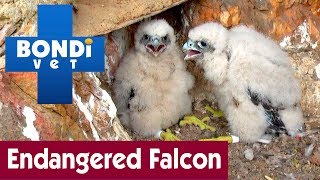 🐦 Saving The Endangered Peregrine Falcon