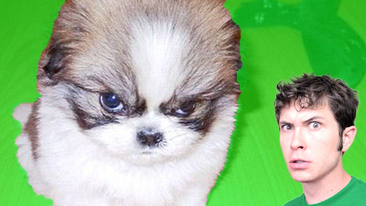 Puppy Angry Youtube