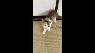 ネズミを咥えて唸る保護子猫　#shorts